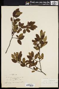 Ilex mucronata image