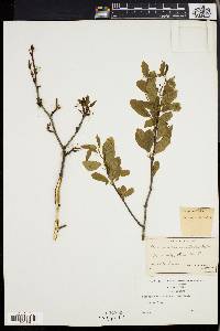 Ilex mucronata image