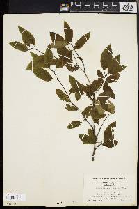 Ilex mucronata image