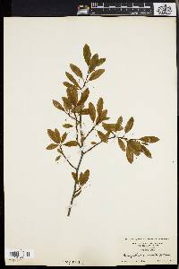 Ilex mucronata image