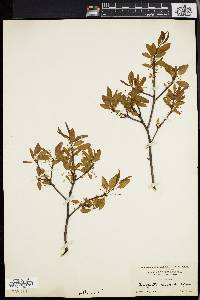 Ilex mucronata image