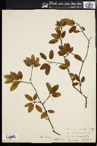 Ilex mucronata image