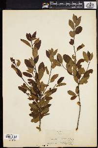 Ilex mucronata image