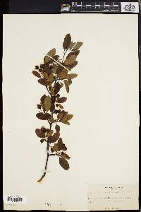 Ilex mucronata image