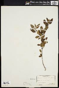 Ilex mucronata image