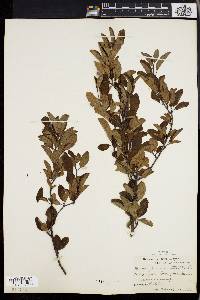 Ilex mucronata image