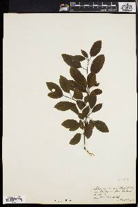 Ilex mucronata image