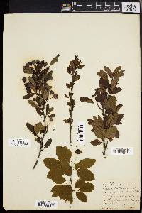 Ilex mucronata image