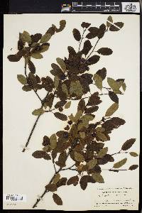 Ilex mucronata image