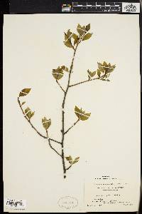 Ilex laevigata image