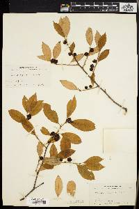 Ilex laevigata image