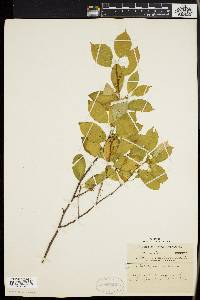 Ilex laevigata image