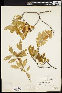 Ilex laevigata image