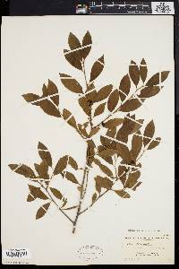 Ilex laevigata image