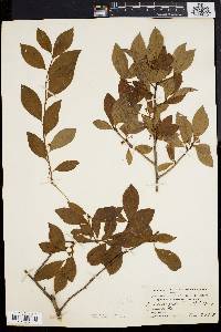 Ilex laevigata image