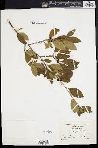 Ilex laevigata image