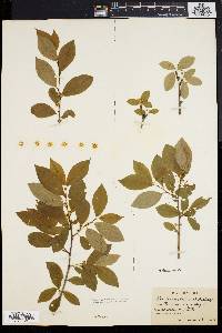 Ilex laevigata image