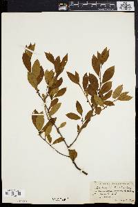 Ilex laevigata image