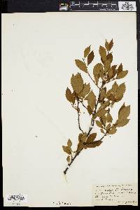 Ilex laevigata image