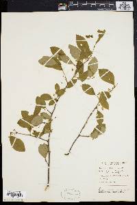 Ilex laevigata image