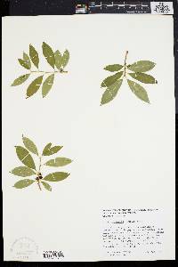 Ilex laevigata image