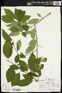 Ilex montana image