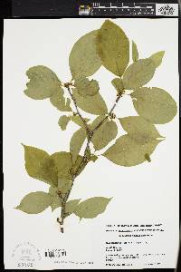 Ilex montana image