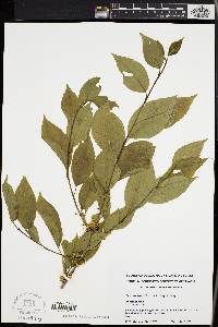 Ilex montana image