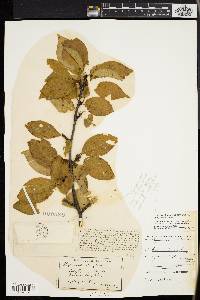 Ilex montana image