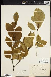 Ilex montana image