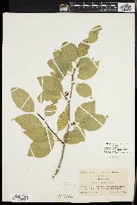 Ilex montana image