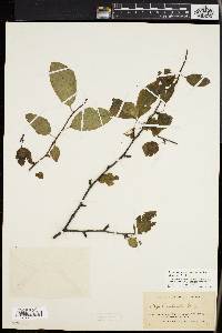 Ilex montana image