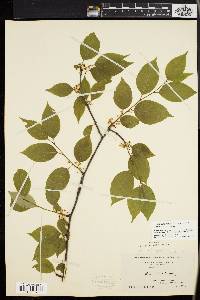 Ilex montana image