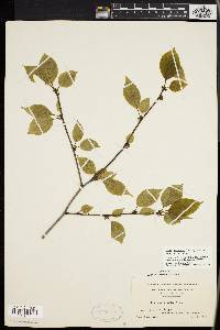 Ilex montana image