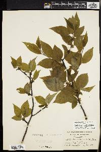 Ilex montana image