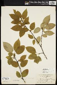 Ilex montana image