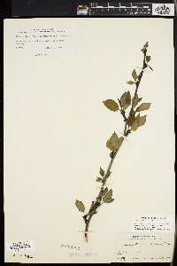 Ilex montana image