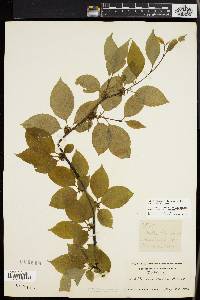 Ilex montana image