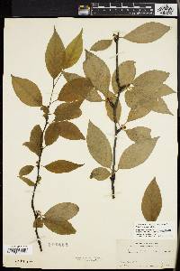 Ilex montana image