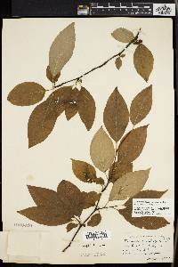 Ilex montana image