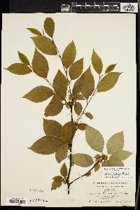 Ilex montana image