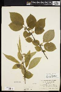 Ilex montana image