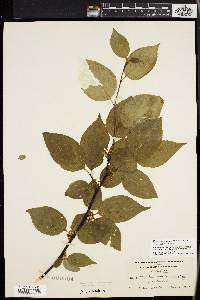 Ilex montana image