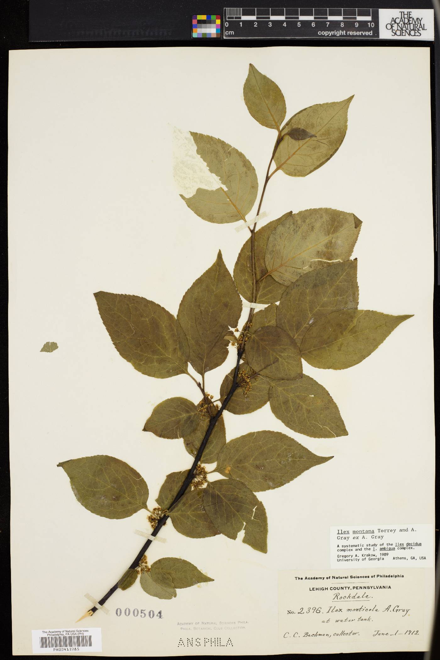 Ilex montana image