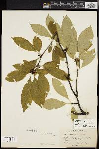 Ilex montana image