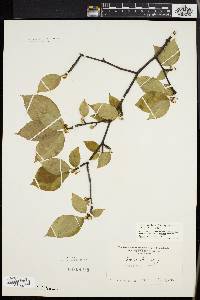 Ilex montana image