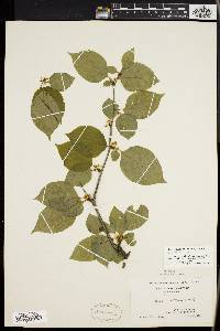 Ilex montana image