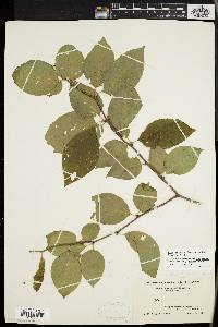 Ilex montana image