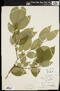 Ilex montana image