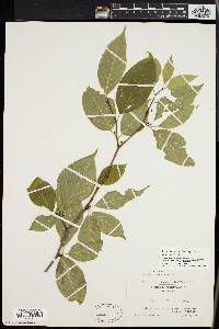 Ilex montana image